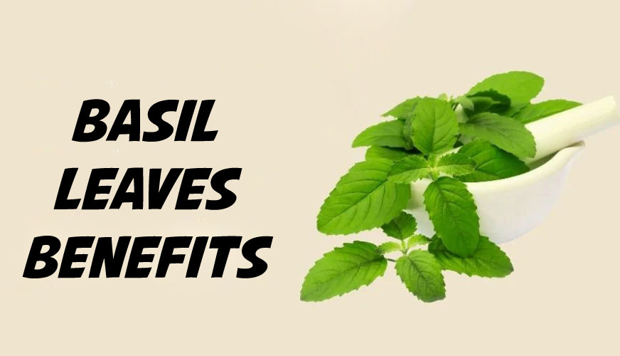 Tulsi Plant Benefits (Basil Leaves Benefits)